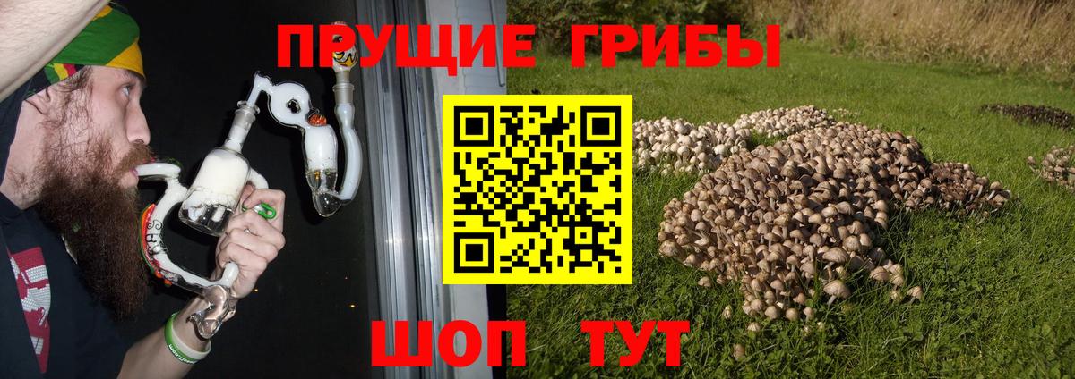 Солнечногорск  Псилоцибиновые грибы Psilocybe  Вход с VPN 